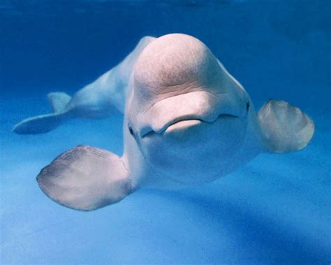 Beluga Whales Mating