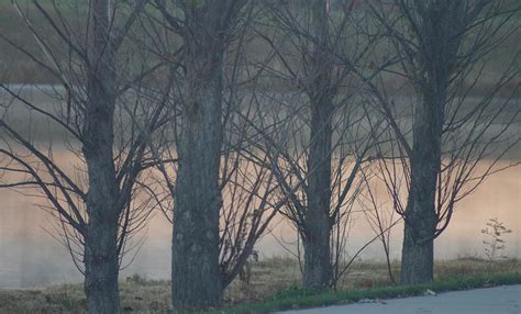 Naked Trees Painting By Roy Penny Fine Art America