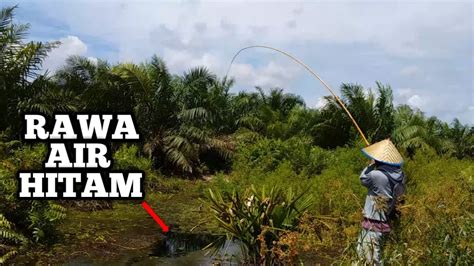 NGOTEK GABUS DI RAWA SPOT AIR HITAM MANCING GABUS PAKAI JORAN TEGEK