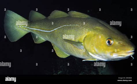 atlantic  underwater  res stock photography  images alamy