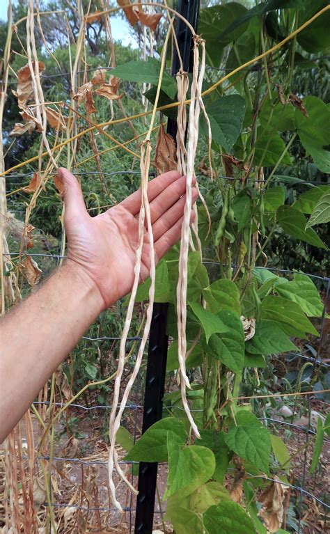 beans yard long daggawalla seeds