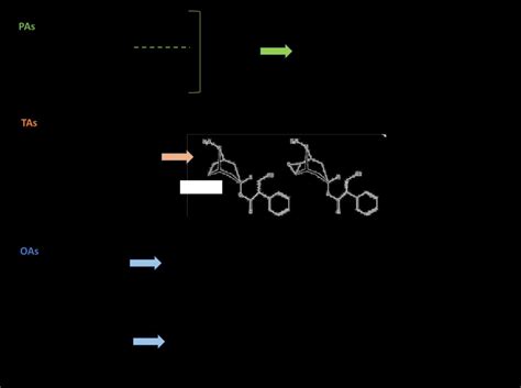 A Common Chemical Structure Of Pyrrolizidine Alkaloids And Different Download Scientific