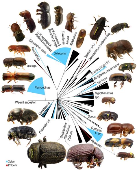 Classification Ambrosia Symbiosis