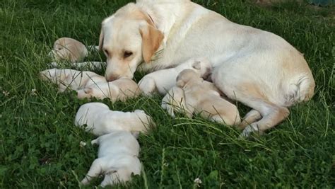 How To Take Care Of A Labrador Retriever Puppy