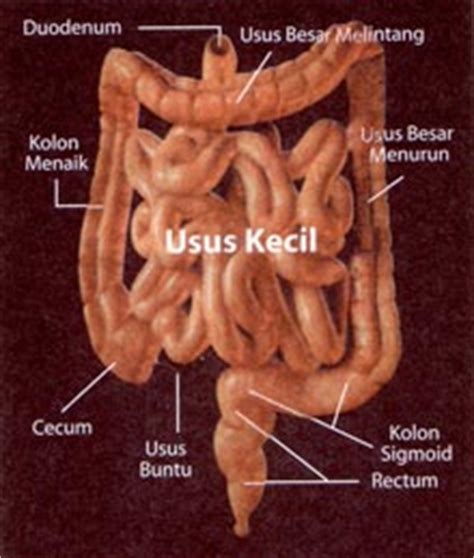 Fungsi Usus Halus – Fungsi dan Info