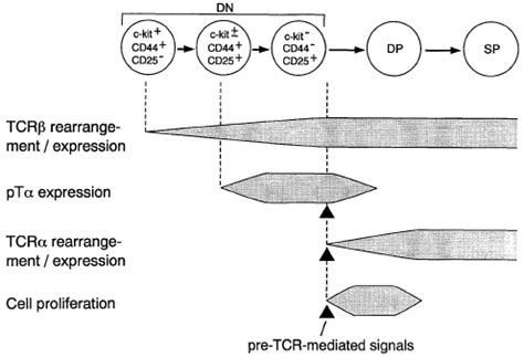 Schematic Diagram Of The Intrathymic T Cell Development And The Role Of