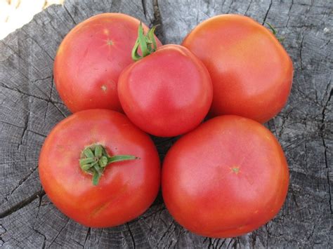 Arkansas Traveler Pink Tomato | White Harvest Seed Company