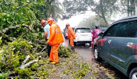 NUSABALI Pohon Tumbang Di Dua Titik