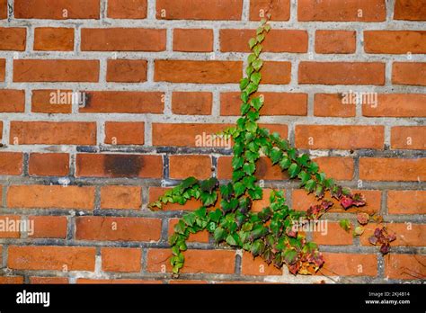 Climbing Ivy Grows On A Brick Wall Stock Photo Alamy