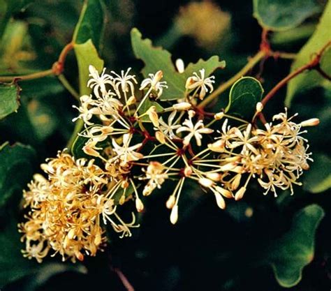 Sarsaparilla | Herbal remedy, medicinal plant, root extract | Britannica