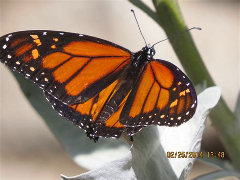 Monarch Butterfly Ucla Botanic Garden Pekabo Flickr