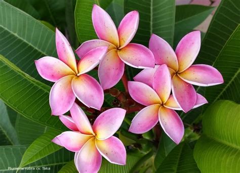 Frangipani Postkarte Motiv Taka Plumeria Shop Ihr Partner F R