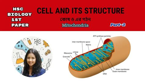 mitochondria hsc mitochondria structure mitochondria structure