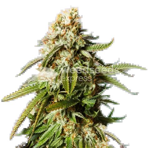 Gorilla Glue Autoflower Seeds Weedseedsexpress