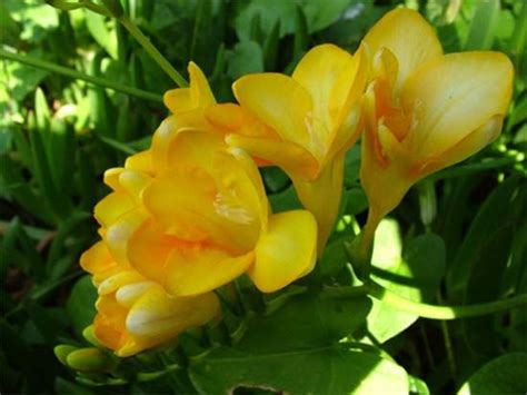 Фрезия желтая (источник Википедия) | Freesia flowers, Flowers, Trees to ...