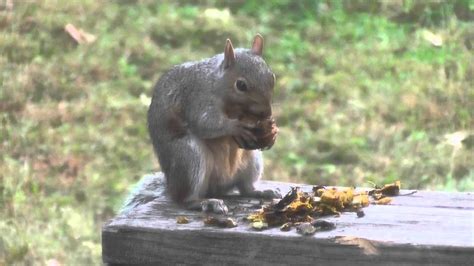 Squirrel Eating A Walnut Youtube