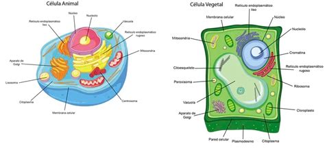 Celula Animal Y Vegetal Carácterísticas Funciones Y Diferencias