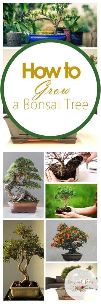 How To Grow A Bonsai Tree — Bees And Roses Gardening Tips And Hacks