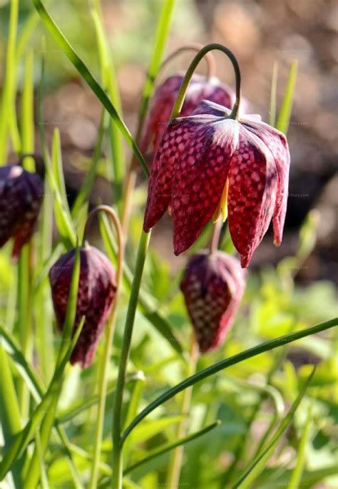 Species Fritillary Fritillaria Meleagris L