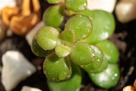 Crassula Plant Different Types How To Grow And Care Florgeous