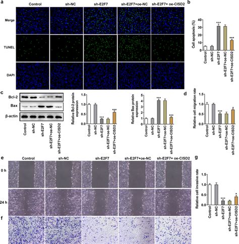 CISD2 Overexpression Reversed The Effects Of E2F7 Knockdown On The