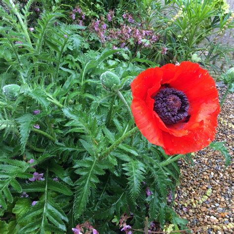 Papaver Somniferum Opium Poppy Uploaded By Rosegarden3