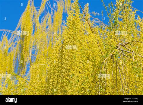 Male Flowers Of The Weeping Willow Salix Babylonica Stock Photo Alamy