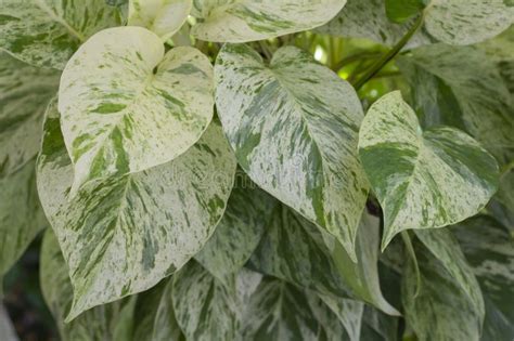 Devils Ivy Taro Vine Marble Queen Or Epipremnum Aureum Bunting Has