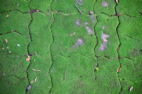 Moss Growing On Footpath Sidewalk Pavement Stock Photo Image Of