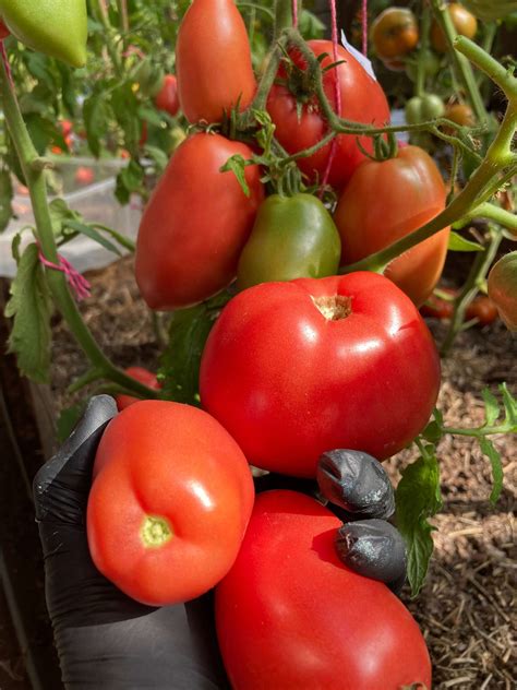 Петруша огородник