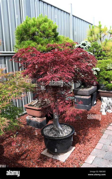 Weeping Japanese Maple Bonsai