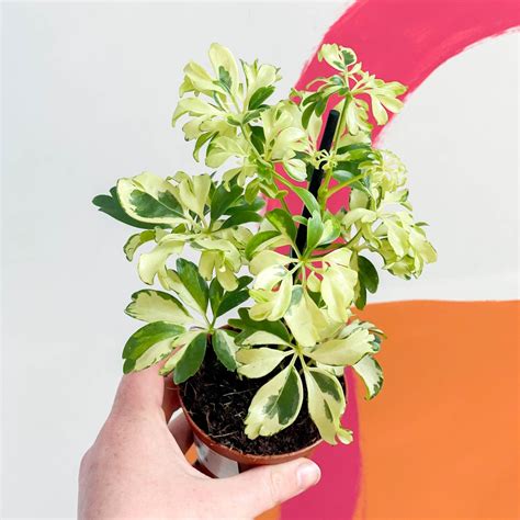 Schefflera Arboricola Variegated Plant