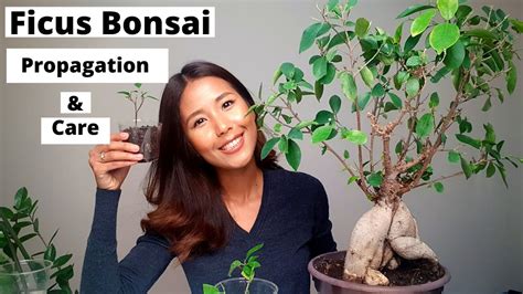 Ficus Bonsai Propagation And Care How To Propagate Ficus Bonsai Youtube