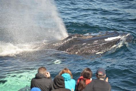 Boston Harbor Cruises Whale Watching Boston Attractions Review