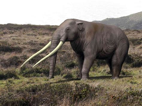 North African Elephant Extinct