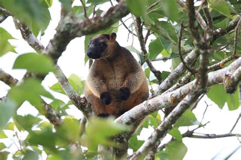 A Lumholtz S Tree Kangaroo Dendrolagus Lumholtzi Queensland