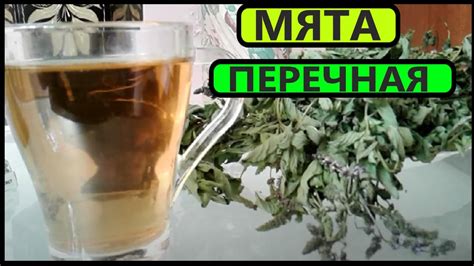 ТРАВА МЯТА ПЕРЕЧНАЯ - от 40 БОЛЕЗНЕЙ. ЛЕЧЕБНЫЕ СВОЙСТВА. - YouTube