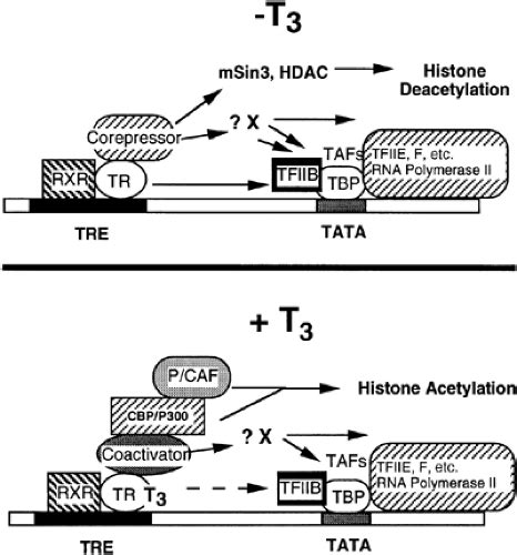 THYROID-HORMONE RECEPTOR BINDING TO THYROID HORMONE RESPONSE ELEMENTS ...