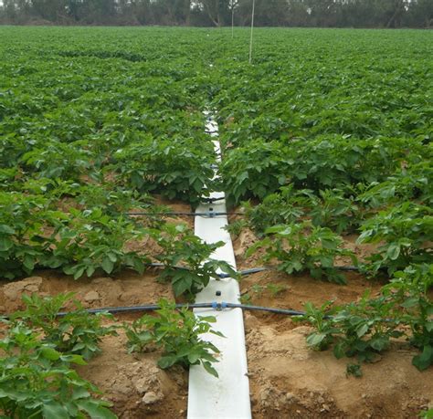 Netafim Drip Irrigation Systems