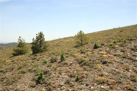 Los Cedros Una Especie Arb Rea Que Se Est Reproduciendo Con Inusitado