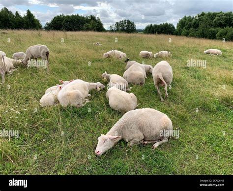 Sleeping sheep hi-res stock photography and images - Alamy