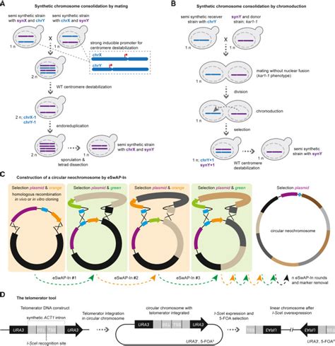 Methodological Advances Enabled By The Construction Of A Synthetic