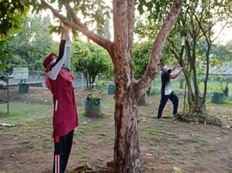 Detail Gambar Lalat Buah Menyerang Tanaman Jambu Madu Koleksi Nomer 13