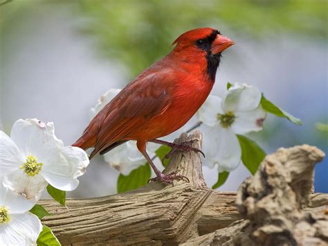 🔥 [42+] Cardinal Bird Desktop Wallpapers | WallpaperSafari