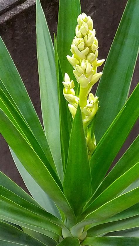 青年の木に花が咲いて 緒方洪章