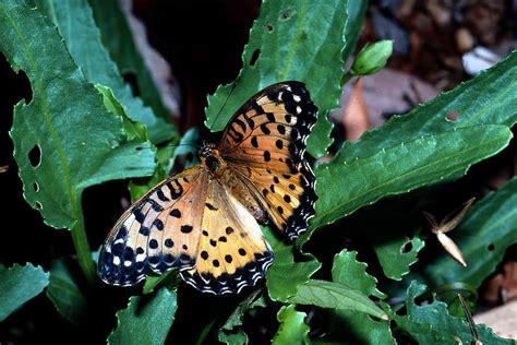 Scientists raise alarm on 26 species of butterfly at risk of extinction ...