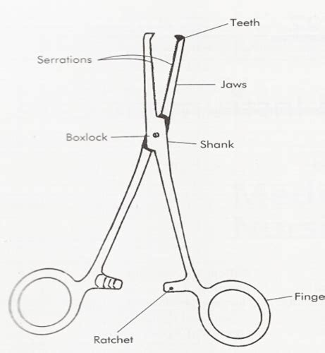 Surgical Instrument Identification Flashcards Quizlet