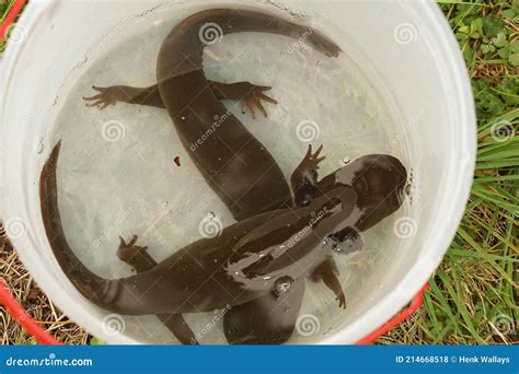 Two Very Large Neotenic Adult Coastal Giant Salamander Dicamptodon