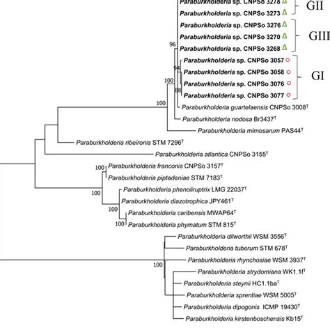 Maximum Likelihood Phylogeny Based On Concatenated Nodac Bp Gene