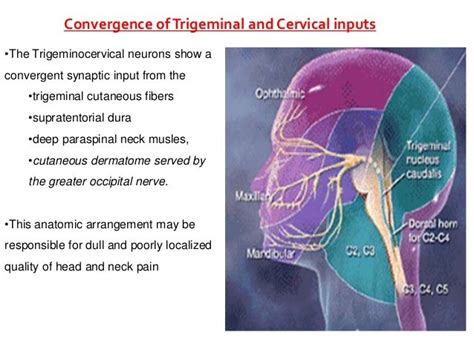 Trigeminovascular System Seminar